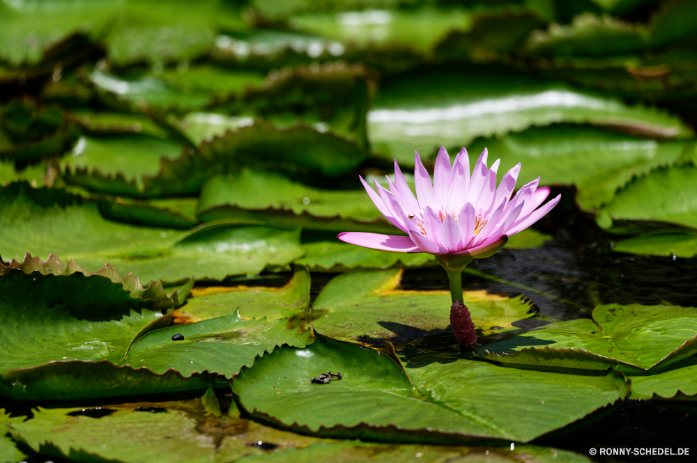 Mauritius