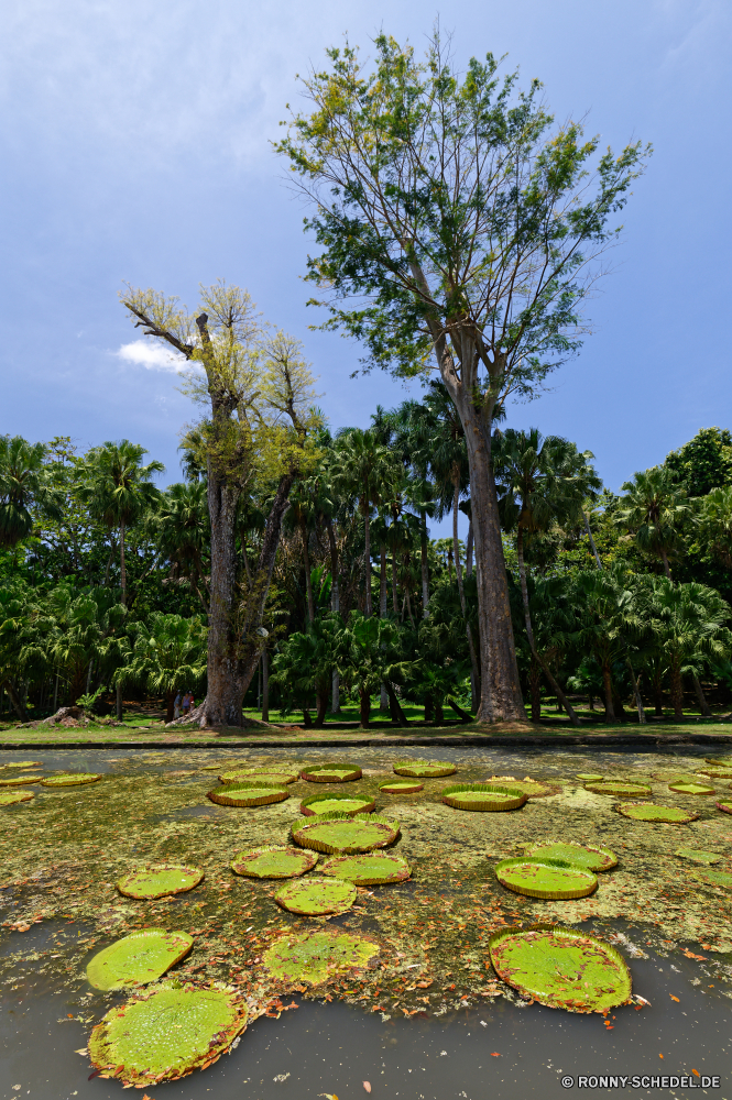 Mauritius