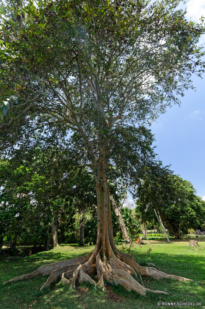 Mauritius