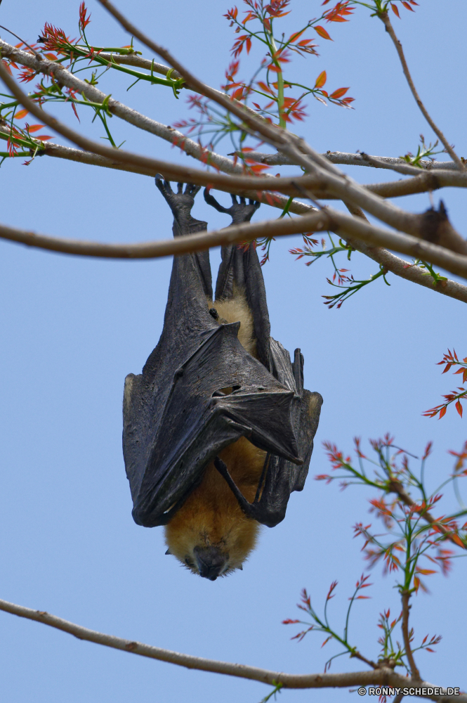 Mauritius Fledermaus Plazenta Säugetier Wirbeltiere Baum Chordatiere Himmel Branch Bäume Park im freien Pflanze Wald Landschaft Wildtiere Holz Tag Tier im freien Zweige Wild Kofferraum Frühling Umgebung Saison Blätter sonnig natürliche Sonne Vogel Wolken Affe Toten Sommer Kontur Gras Kiefer Blatt Wildnis Feld klar hoch nackten alt groß schwarz Primas bat placental mammal vertebrate tree chordate sky branch trees park outdoors plant forest landscape wildlife wood day animal outdoor branches wild trunk spring environment season leaves sunny natural sun bird clouds monkey dead summer silhouette grass pine leaf wilderness field clear high bare old tall black primate