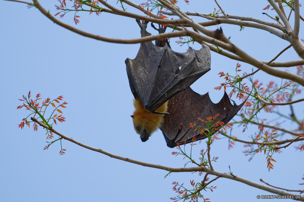 Mauritius Fledermaus Plazenta Säugetier Wirbeltiere Baum Branch Himmel Chordatiere Saison Park Wald Pflanze Flora Blatt Herbst im freien Frühling Zweige Umgebung Landschaft Tag Sonne saisonale Blume im freien natürliche Belaubung Blumen blühen Winter Holz Blätter Wolken fallen gelb Kirsche hell Blüte Botanik Schnee Licht Bäume Kofferraum Farbe Wachstum Wolke sonnig Garten bunte Orange Schließen Knospe blühen Sonnenlicht Wild Blumen Floral Vogel Szenerie klar Leben Frühling Wildnis bat placental mammal vertebrate tree branch sky chordate season park forest plant flora leaf autumn outdoor spring branches environment landscape day sun seasonal flower outdoors natural foliage blossom winter wood leaves clouds fall yellow cherry bright bloom botany snow light trees trunk color growth cloud sunny garden colorful orange close bud blooming sunlight wild flowers floral bird scenery clear life springtime wilderness