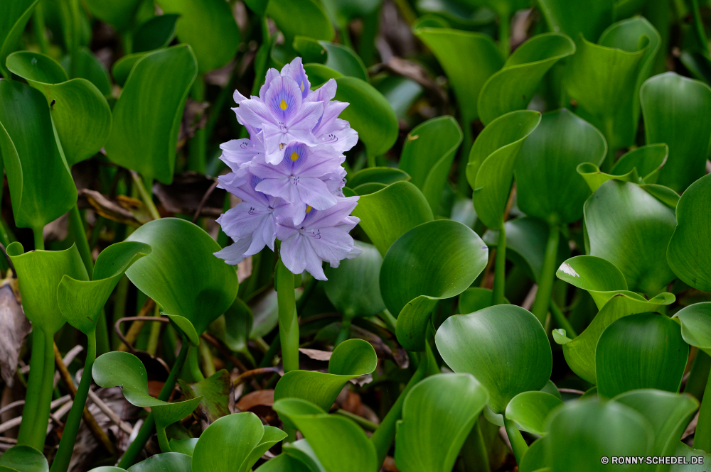 Mauritius Wasserhyazinthe Wasserpflanze vascular plant Pflanze Blume Garten Blumen blühen Blatt Organismus Blumen Floral Blütenblatt Flora Rosa Blätter Botanik Blüte blühen Lotus Frühling Lilie Sommer Teich natürliche Blütenblätter Wasser lila Botanischer See Blumenstrauß closeup Schließen exotische im freien frisch Umgebung aquatische waterlily hell Farbe Knospe frische Luft Gartenarbeit gelb Saison Park Vorbau Pflanzen Wachstum Belaubung Kopf bunte zarte Tropischer Tag einzelne Frühling ziemlich ruhige Detail Blüten Blüte Stiel Wild sonnig Leben Bund fürs Leben Branch Reflexion Gras duftende Geschenk Geruch violett Meditation Busch Informationen Kraut Dekoration water hyacinth aquatic plant vascular plant plant flower garden blossom leaf organism flowers floral petal flora pink leaves botany bloom blooming lotus spring lily summer pond natural petals water purple botanical lake bouquet closeup close exotic outdoor fresh environment aquatic waterlily bright color bud freshness gardening yellow season park stem plants growth foliage head colorful delicate tropical day single springtime pretty tranquil detail blooms flowering stalk wild sunny life bunch branch reflection grass fragrant gift smell violet meditation bush details herb decoration