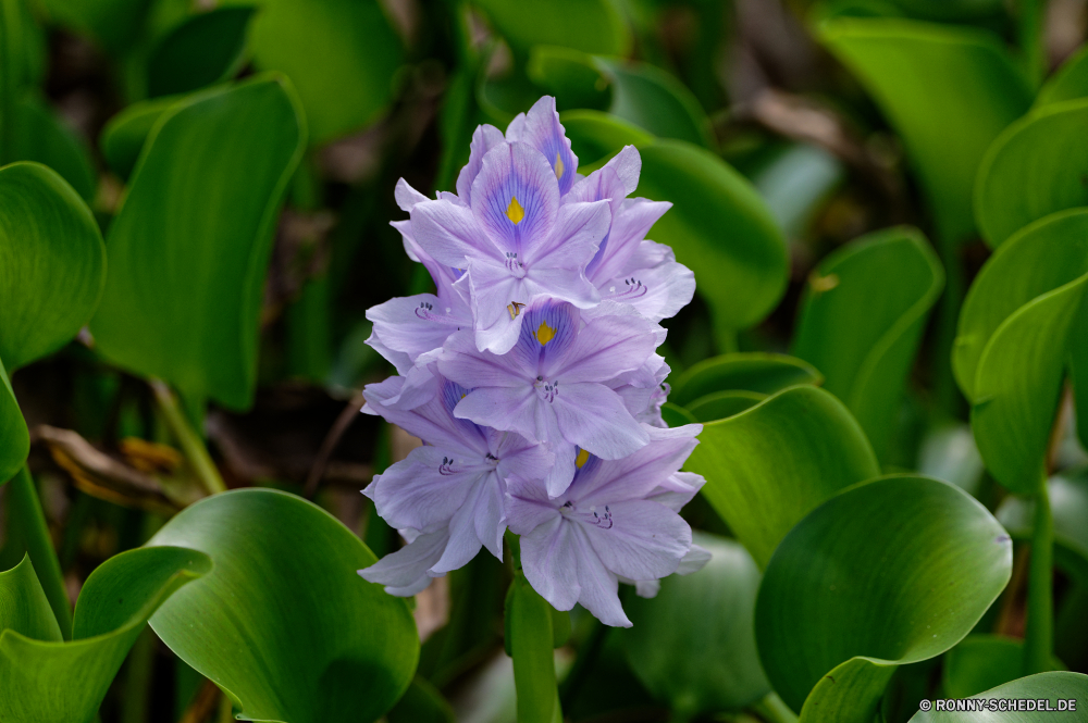 Mauritius Wasserhyazinthe Wasserpflanze vascular plant Pflanze Blume Blumen blühen Floral Flora Blütenblatt Garten Blumen Rosa blühen Botanik Blüte Organismus Blütenblätter Lotus Lilie Sommer Frühling Blatt lila Teich natürliche Wasser Botanischer Blätter Schließen closeup Saison waterlily gelb aquatische Wild im freien Blumenstrauß Park frisch Umgebung Knospe Pflanzen Tag See exotische Farbe Gartenarbeit Wachstum hell bunte ziemlich frische Luft Vorbau Blüten violett Tropischer Blütenstaub einzelne Reflexion Detail Belaubung Kopf ruhige schwimmende Frühling zarte Meditation Postkarte Geschenk stieg der Karte reine im freien Romantik Farben duftende saisonale Dekoration Liebe Seerose Gras Staubblatt Florist Schwimmen Zerbrechlichkeit Duft Informationen Duft Bund fürs Leben Sonne Feier water hyacinth aquatic plant vascular plant plant flower blossom floral flora petal garden flowers pink blooming botany bloom organism petals lotus lily summer spring leaf purple pond natural water botanical leaves close closeup season waterlily yellow aquatic wild outdoor bouquet park fresh environment bud plants day lake exotic color gardening growth bright colorful pretty freshness stem blooms violet tropical pollen single reflection detail foliage head tranquil floating springtime delicate meditation postcard gift rose card pure outdoors romance colors fragrant seasonal decoration love water lily grass stamen florist float fragility scent details aroma bunch sun celebration