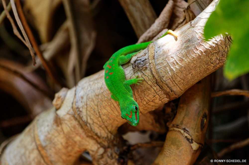 Mauritius Eidechse Chamäleon Smaragdeidechse Reptil Wildtiere gemeinsamen Leguan Auge Wild Leguan Drache Haustier Skala Tropischer Wirbeltiere Essen Person Tarnung Branch Baum gefährdet langsam Schließen Schlange Farbe Zoo Erhaltung Triceratops frisch Braun Blatt natürliche Pflanze closeup exotische Reptilien Mahlzeit bunte Tiere Essen Umgebung Amphibie Pigment gesund Wald Schwanz Leben Feinschmecker Dinosaurier Kopf Essen Fisch im freien Gemüse auf der Suche Insektenfresser träge Sauriers Kochen Skalen Schale Kreatur — Abendessen frische Luft gelb Green snake Fleisch Gras Sommer lizard chameleon green lizard reptile wildlife common iguana eye wild iguana dragon pet scale tropical vertebrate food person camouflage branch tree endangered slow close snake color zoo conservation triceratops fresh brown leaf natural plant closeup exotic reptilian meal colorful animals eating environment amphibian pigment healthy forest tail life gourmet dinosaur head eat fish outdoors vegetable looking insectivore sluggish saurian cooking scales shell creature dinner freshness yellow green snake meat grass summer