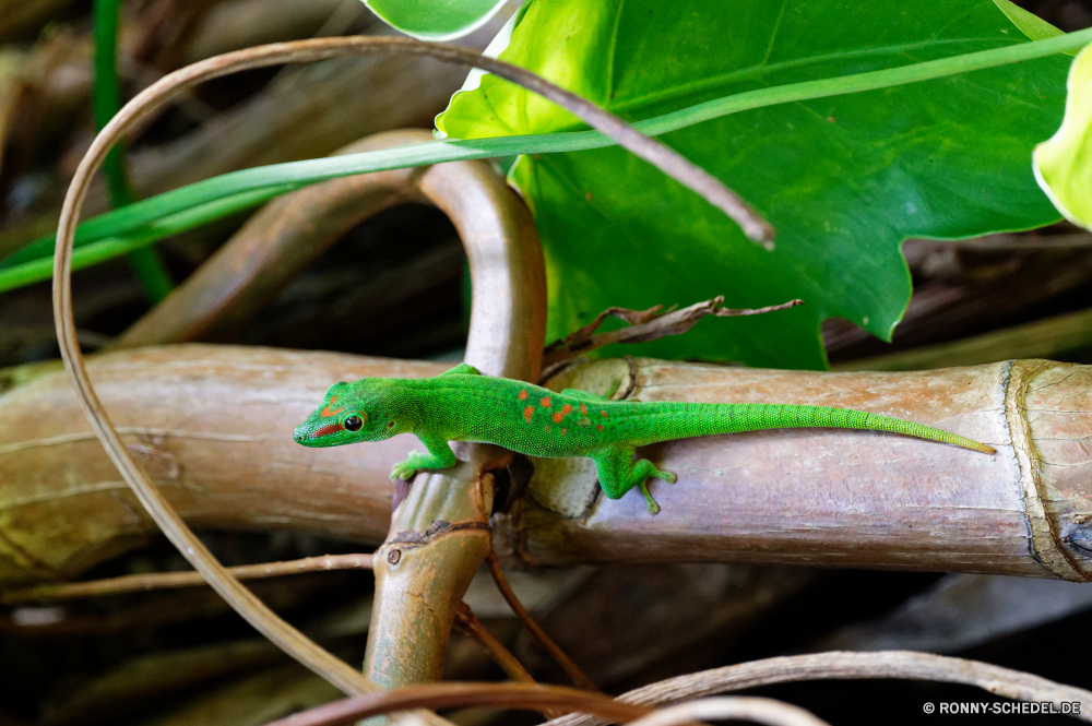 Mauritius Smaragdeidechse Eidechse Reptil Wildtiere Auge Frosch Wild Blatt Tiere Baum Tropischer Schließen Branch Umgebung Chamäleon Amphibie Skala Kreatur — Reptilien Ökologie Augen Drache exotische Tierwelt Schlange Wasser Leguan Tarnung Wald Farbe Arten Haustier Garten gefährdet im freien Zoo Suchen Blätter Gras Augen bunte Pflanze nass Amphibien Laubfrosch Reptilien u-s Wirbeltiere Dschungel klebrige Erhaltung Haut Pflanzen Textfreiraum Eidechsen Kröte wildes Tier Crawlen im freien Regen closeup gelb Gefahr Drop schwarz auf der Suche Wachstum green lizard lizard reptile wildlife eye frog wild leaf animals tree tropical close branch environment chameleon amphibian scale creature reptiles ecology eyed dragon exotic fauna snake water iguana camouflage forest color species pet garden endangered outdoors zoo look leaves grass eyes colorful plant wet amphibians tree frog reptilian u s vertebrate jungle sticky conservation skin plants copy space lizards toad wild animal crawling outdoor rain closeup yellow danger drop black looking growth