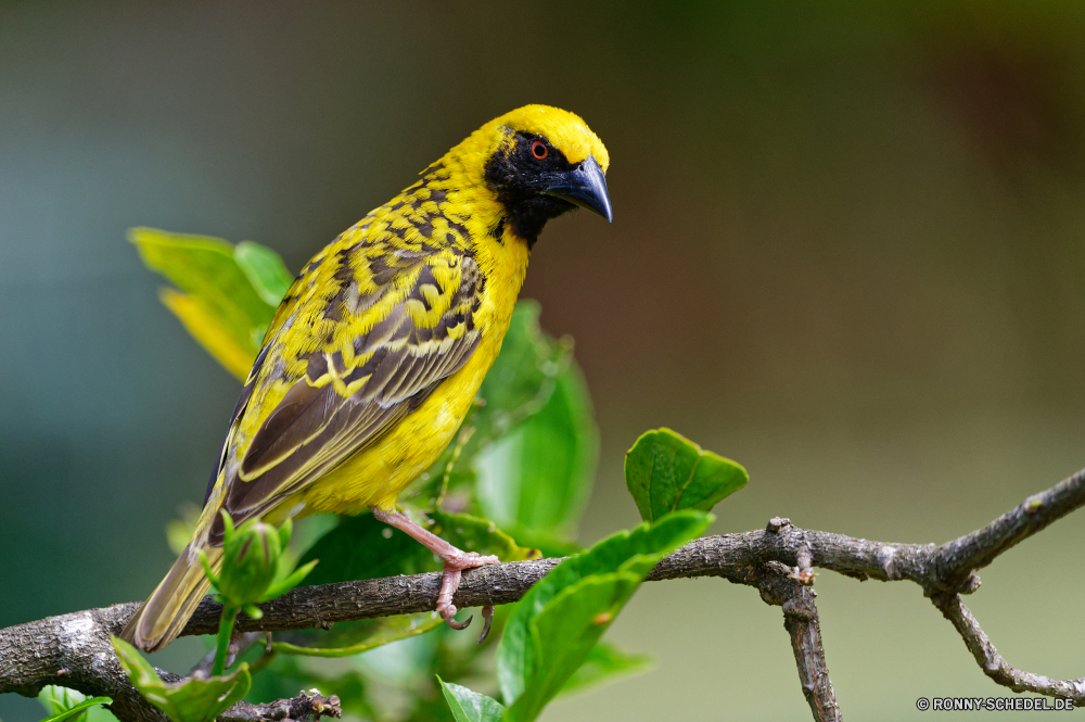 Mauritius Vogel Finken Stieglitz Schnabel Flügel Feder Wildtiere Wild Baum Branch Papagei Auge niedlich sitzen Tier Federn Sperling Vögel Waldsänger gelb Frühling Garten Vogelgrippe wenig im freien Schließen schwarz Braun Kopf Barsch Porträt fliegen Leben Tropischer Schwanz Wald Farbe Flügel Saison closeup bunte Haustier geflügelte einzelne Haustiere natürliche Detail Tiere Zweig Park Umgebung gerade Gleichgewicht Wirbeltiere Vogelbeobachtung thront zähmen Tierwelt frei Männchen Natur Ornithologie hocken Kreatur — Flug Stock Mund Freiheit exotische Farben Sittich Kanarische hell ruhelosigkeit Frauen im Feld Lebensraum allein Körper bird finch goldfinch beak wing feather wildlife wild tree branch parrot eye cute sitting animal feathers sparrow birds warbler yellow spring garden avian little outdoors close black brown head perch portrait fly life tropical tail forest color wings season closeup colorful pet winged single pets natural detail animals twig park environment watching balance vertebrate birding perched tame fauna free male nature ornithology perching creature flight stick mouth freedom exotic colors parakeet canary bright resting females field habitat alone body