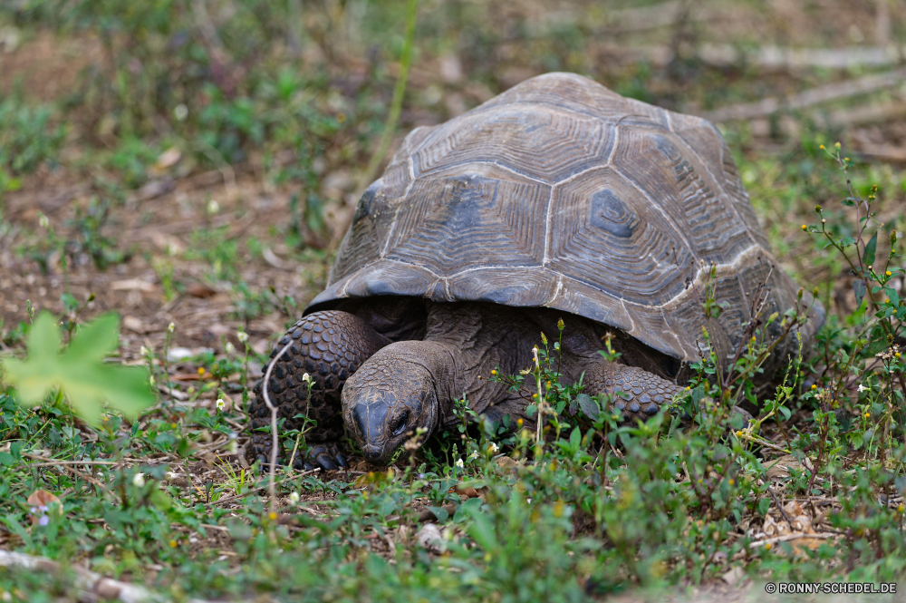 Mauritius Sumpfschildkröte Schildkröte Reptil Wildtiere langsam Schale Schildkröte Wild Mud turtle Amphibie Haustier Zoo Gras Auge Schließen Skala Kreatur — Wasser hart Kopf Tropischer Schutz aquatische Teich gefährliche niedlich Riese Fuß Augen Leguan Krokodil Crawlen closeup Haustiere Braun Tiere Eidechse Crawl alt Park im freien Wirbeltiere Skalen Arten Gesicht Alligator Persistenz Drache gefährdet Fels Antike Schwimmen Marine Erhaltung Wüste Insel gelb exotische terrapin turtle reptile wildlife slow shell tortoise wild mud turtle amphibian pet zoo grass eye close scale creature water hard head tropical protection aquatic pond dangerous cute giant walking eyes iguana crocodile crawling closeup pets brown animals lizard crawl old park outdoors vertebrate scales species face alligator persistence dragon endangered rock ancient swim marine conservation desert island yellow exotic