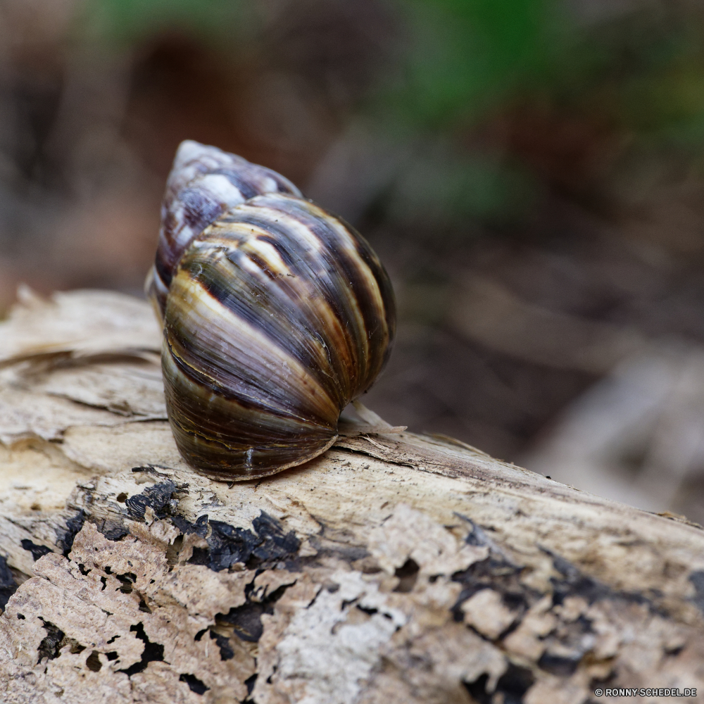 Mauritius Schnecke Schneckenart Mollusk Wirbellose Tier langsam Schale Schleim Garten Schließen Schnecke schleimige Spirale Geschwindigkeit Braun Wildtiere Crawlen Crawl Schnecken closeup Helix Verschieben Haus Blatt Wild Essen Pest Reptil einsam nass Tiere rutschig Antenne Insekt Schildkröte Schleim Fehler Tierwelt klebrige Wanderweg niedlich weiche eine Univalve Langsamkeit Gras Baum Holz natürliche träge Schildkröte Klettern Kreatur — im freien im freien lustig allein Fluss glänzend aus Holz snail gastropod mollusk invertebrate animal slow shell slime garden close slug slimy spiral speed brown wildlife crawling crawl snails closeup helix move house leaf wild food pest reptile lonely wet animals slippery antenna insect turtle mucus bug fauna sticky trail cute soft one univalve slowness grass tree wood natural sluggish tortoise climbing creature outdoor outdoors funny alone river shiny wooden