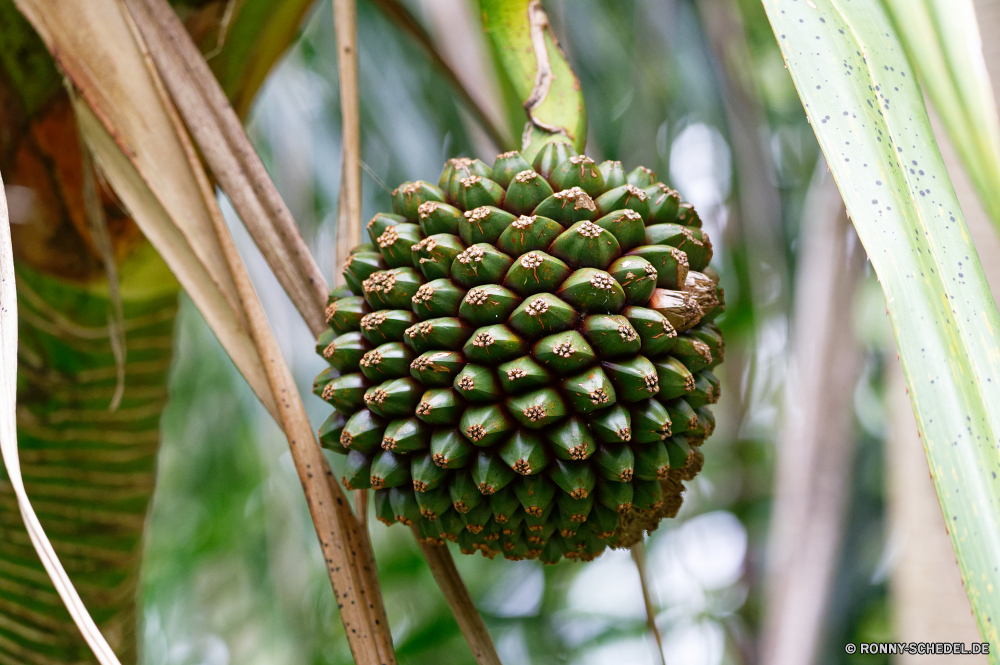 Mauritius Baum woody plant vascular plant Pflanze Obst Blatt Schließen Essen Sommer Tropischer Blätter Branch saftige Ananas closeup Landwirtschaft gesund frisch Wald reif gelb süß natürliche Blume Samen Kiefer Bio Objekt exotische Saison Farbe frische Luft Dessert Saft Braun Tanne Roh Botanischer Ernährung Urlaub Flora Ernährung Herbst Ernte Vitamin Neu Detail immergrün Dekoration Früchte Orange Palm Garten lecker Pflanzen einzelne erfrischend Kegel Gras Nadel- Fichte schwarz Beeren Snack Himmel im freien Vorbau Insel glänzend Frühling Tag Wachstum tree woody plant vascular plant plant fruit leaf close food summer tropical leaves branch juicy pineapple closeup agriculture healthy fresh forest ripe yellow sweet natural flower seed pine organic object exotic season color freshness dessert juice brown fir raw botanical nutrition holiday flora diet autumn crop vitamin new detail evergreen decoration fruits orange palm garden tasty plants single refreshment cone grass coniferous spruce black berries snack sky outdoors stem island shiny spring day growth