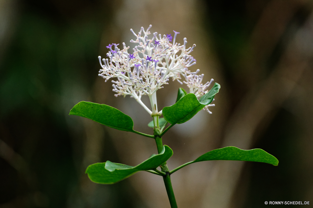 Mauritius Pflanze vascular plant Blume Kraut Garten Frühling woody plant Insekt Blumen blühen Baum Flora Strauch Blüte Sommer Schmetterling lila Blatt lila Schließen Branch natürliche Blütenblatt Gras Botanik Saison Farbe Wild Blumen fliegen Floral Wiese bunte blühen Rosa Umgebung closeup Flamme im freien violett Gartenarbeit Botanischer Blätter Nektar Flügel Licht Orange saisonale Feld hell Vorbau Fehler üppige fliegen gelb Belaubung Blüte Entwicklung des ländlichen Busch ziemlich Braun frische Luft Posy Organismus frisch Geruch Seidenpflanze zarte Weide Biene Tag Bund fürs Leben Nizza Park Kleinheit Incarnadine Behaarung aviate Wasserrutsche Flit Absaugung Mimikry blutrote Rötung Conduit Primel Duct Weinrot Flieger aber Elite Zitrone Kräuter Rouge Spule Scharlachrot Karmesinrot Premierminister Tier blutig Aprikose Navigieren Kanal Seetang Antenne Bernstein Wachstum gesprenkelt Rohr Frühling Blut Rohr Zitrone Pflanzen Knospe Lavendel Detail Bauernhof Wildtiere Gliederfüßer Mai Leben Parfüm Flügel Blütenblätter Bio Muster Duft einzelne noch Neu plant vascular plant flower herb garden spring woody plant insect blossom tree flora shrub bloom summer butterfly lilac leaf purple close branch natural petal grass botany season color wild flowers fly floral meadow colorful blooming pink environment closeup flame outdoor violet gardening botanical leaves nectar wings light orange seasonal field bright stem bug lush flying yellow foliage flowering rural bush pretty brown freshness posy organism fresh smell milkweed delicate pasture bee day bunch nice park littleness incarnadine hairiness aviate flume flit suction mimicry ruddy redness conduit primrose duct claret flier but elite citron herbage rouge spool scarlet crimson prime animal bloody apricot navigate channel seaweed antenna amber growth mottled pipe springtime blood tube lemon plants bud lavender detail farm wildlife arthropod may life perfume wing petals organic pattern aroma single still new