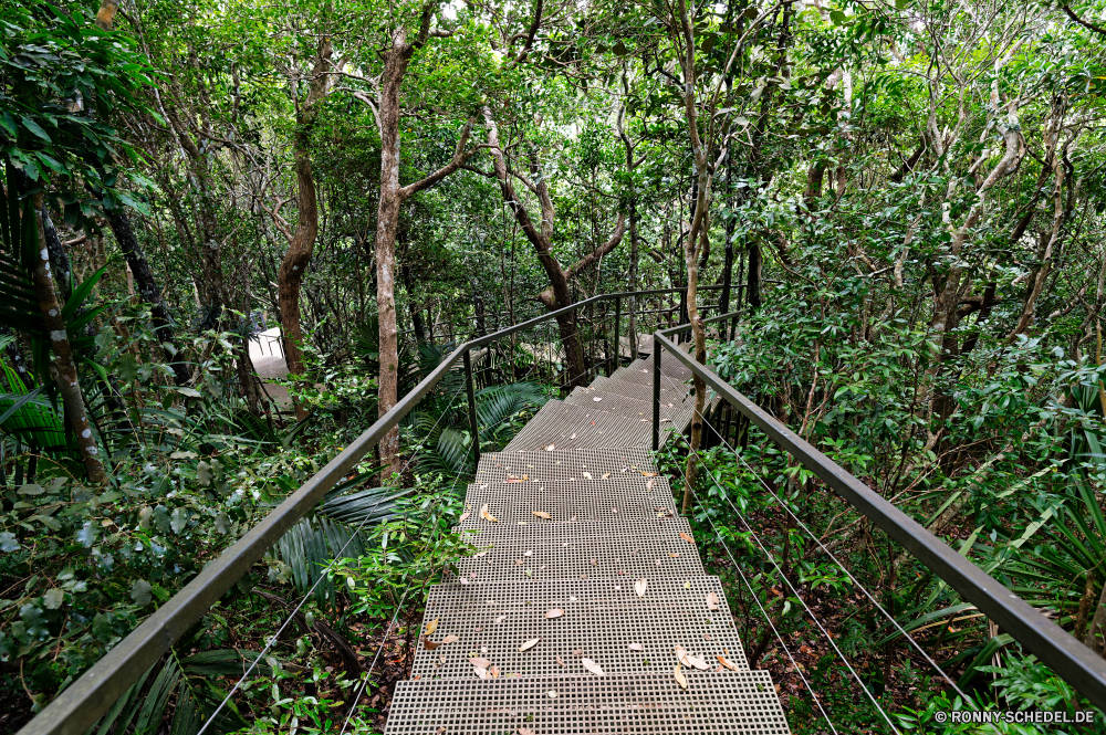 Mauritius Brücke Hängebrücke Baum Wald Struktur Landschaft Park Zaun Pfad Bäume Barrier Garten Pflanze Holz Gras zu Fuß natürliche Sommer Straße Entwicklung des ländlichen landschaftlich Blatt Pflanzen Blätter Wanderweg Frühling Schritt im freien Obstruktion im freien Umgebung woody plant Szenerie aus Holz Herbst Reisen Hölzer Dschungel Unterstützung Wandern Fluss Land Belaubung Wanderung Regen Farbe Tropischer vascular plant Landschaft Saison fallen Gehweg Flora Wasser Art und Weise Gerät Fuß außerhalb Wildnis friedliche Gewächshaus Blume ruhige Waldland durch Wachstum Sonne Himmel sonnig Ziel Track nationalen alt Stoffwechselweg Landwirtschaft Wild Blumen Bewuchs Tag Busch Perspektive See Sonnenlicht Spur Gartenarbeit Feld Wetter Erholung Bauernhof bridge suspension bridge tree forest structure landscape park fence path trees barrier garden plant wood grass walk natural summer road rural scenic leaf plants leaves trail spring step outdoor obstruction outdoors environment woody plant scenery wooden autumn travel woods jungle support hiking river country foliage hike rain color tropical vascular plant countryside season fall walkway flora water way device walking outside wilderness peaceful greenhouse flower tranquil woodland through growth sun sky sunny destination track national old pathway agriculture wild flowers vegetation day bush perspective lake sunlight lane gardening field weather recreation farm