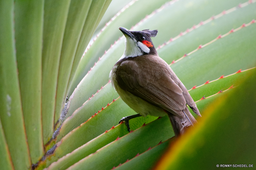 Mauritius Nachtigall Drossel Vogel Wildtiere Schnabel Wild Feder Federn Flügel Auge Garten Braun im freien Vögel Branch Rechnung fliegen Flügel Baum schwarz bunte Tiere Vogelgrippe niedlich Flamme Tierwelt Frühling Orange Gefieder sitzen Park hocken Gras Farbe Lebensraum fliegen natürliche Schmetterling gelb Insekt Schwanz Erhaltung Schließen Leben Kopf Singvogel Ornithologie Nektar Porträt Flug Weide Winter Blüte Blume grau Kleinheit Incarnadine aviate Behaarung Wasserrutsche Flit Absaugung Mimikry blutrote Rötung Conduit Primel Weinrot Duct Flieger aber Elite Zitrone Kräuter Rouge Spule Scharlachrot Posy Karmesinrot Premierminister blutig Aprikose Navigieren Kanal Seetang Bernstein gesprenkelt closeup Rohr gerade Blut Rohr Wasser Männchen Zitrone Wildnis frei Kraut noch Blumen blühen einzelne Pflanze Wiese Licht wenig Vogelbeobachtung Reiher Barsch Native Blüte Arten Zweig üppige Rosa nightingale thrush bird wildlife beak wild feather feathers wing eye garden brown outdoors birds branch bill fly wings tree black colorful animals avian cute flame fauna spring orange plumage sitting park perching grass color habitat flying natural butterfly yellow insect tail conservation close life head songbird ornithology nectar portrait flight pasture winter bloom flower gray littleness incarnadine aviate hairiness flume flit suction mimicry ruddy redness conduit primrose claret duct flier but elite citron herbage rouge spool scarlet posy crimson prime bloody apricot navigate channel seaweed amber mottled closeup pipe watching blood tube water male lemon wilderness free herb still blossom single plant meadow light little birding heron perch native flowering species twig lush pink