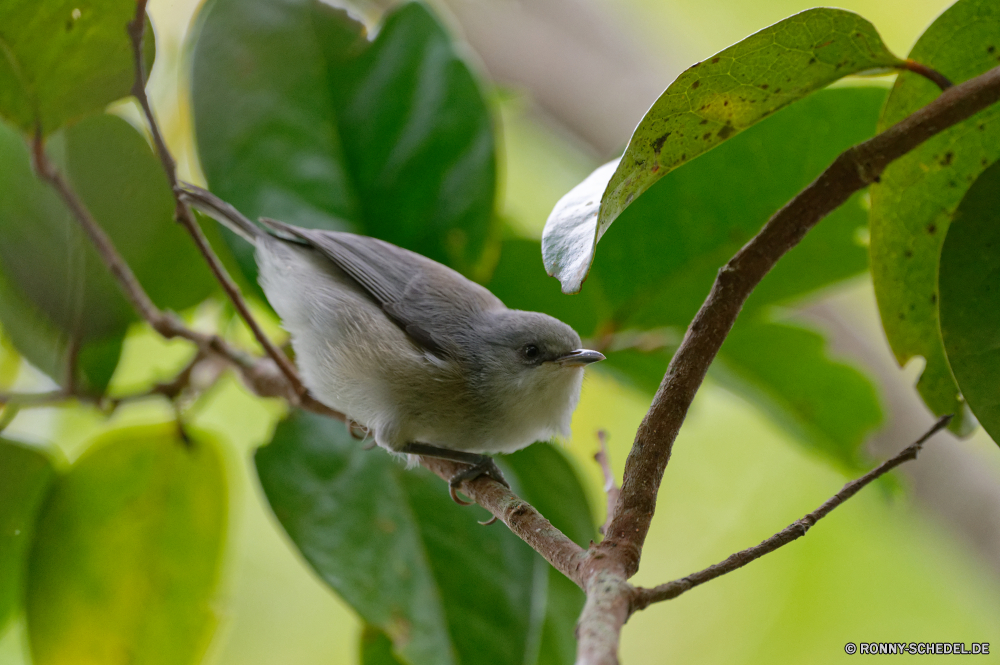 Mauritius Waldsänger Vogel Wildtiere Wild Schnabel Baum Feder Flügel Sperling Wirbeltiere Garten Branch Federn im freien Auge Frühling sitzen Braun Vögel wenig niedlich fliegen frei Vogelgrippe Tier schwarz Kopf Leben Schließen Flügel Singvogel Saison Winter Wald Nachtigall Ornithologie Flug Schwanz Tiere Detail closeup Freiheit Park Umgebung einzelne Gleichgewicht natürliche Vogelbeobachtung Frauen im Mund Porträt Vogelbeobachtung Feld thront Zaunkönig Zweig gerade Drossel woody plant Lebensraum gelb Schnee Tierwelt Körper ruhelosigkeit Gesicht Holz Rechnung allein TIT gemeinsame Männchen Sommer Busch Essen Haus Frieden Farbe grau Essen Meise Küchlein warbler bird wildlife wild beak tree feather wing sparrow vertebrate garden branch feathers outdoors eye spring sitting brown birds little cute fly free avian animal black head life close wings songbird season winter forest nightingale ornithology flight tail animals detail closeup freedom park environment single balance natural birdwatching females mouth portrait birding field perched wren twig watching thrush woody plant habitat yellow snow fauna body resting face wood bill alone tit common male summer bush eating house peace color gray food chickadee nestling