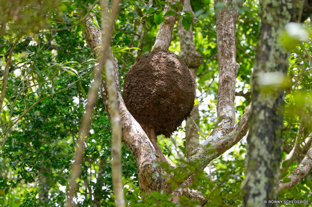 Mauritius Baum Essbare Früchte Obst woody plant Stachelschwein Nagetier zu produzieren Pflanze Wald vascular plant bottle-tree Säugetier Blatt Wild Branch Park Essen natürliche Wildtiere im freien Tropischer Belaubung Sommer Bäume Entwicklung des ländlichen Wachstum Holz Vogel Landwirtschaft Bauernhof im freien Garten Blätter Saison Feld Kofferraum Umgebung Himmel Landschaft Sonne Rinde Herbst Feder Tag Hölzer wachsende Ernte Tier fallen Weingut Runde sonnig Rebe Trauben Traube Stein Kopf Wein frisch Wiese Leben landschaftlich tree edible fruit fruit woody plant porcupine rodent produce plant forest vascular plant bottle-tree mammal leaf wild branch park food natural wildlife outdoors tropical foliage summer trees rural growth wood bird agriculture farm outdoor garden leaves season field trunk environment sky landscape sun bark autumn feather day woods growing harvest animal fall vineyard round sunny vine grapes grape stone head wine fresh meadow life scenic