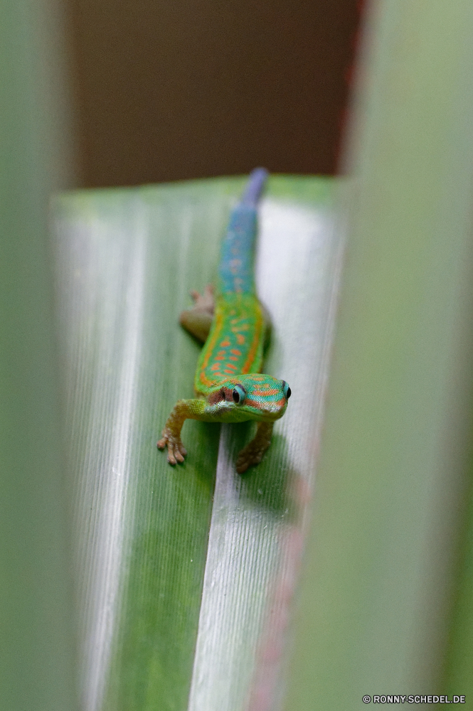 Mauritius Smaragdeidechse Eidechse Frosch Auge Wildtiere Augen Laubfrosch Tiere Amphibie Reptil Suchen Baum Blatt Tierwelt Amphibien Frösche wildes Leben Augen Laubfrosch Chamäleon Wild Schließen mager aus Augen-Blatt Frosch Verrückter Frosch Auge-Frosch prall gefüllt einen Blick schlanke Tropischer Abstraktion Orange Farbe Haustier closeup Augen Branch Kröte Umgebung im freien Reptilien feucht Drache Pflanze im freien Skala Textfreiraum konvergente Anpassung u-s Tarnung Wirbeltiere auf der Suche Gras Wasser bunte schwarz exotische Farben Wald Dschungel klebrige Sommer Erhaltung nass green lizard lizard frog eye wildlife eyed tree frog animals amphibian reptile look tree leaf fauna amphibians frogs wild life eyed tree frog chameleon wild close lean out eyed leaf frog crazy frog eye frog bulging peep lean tropical abstraction orange color pet closeup eyes branch toad environment outdoor reptiles damp dragon plant outdoors scale copy space convergent adaptation u s camouflage vertebrate looking grass water colorful black exotic colors forest jungle sticky summer conservation wet