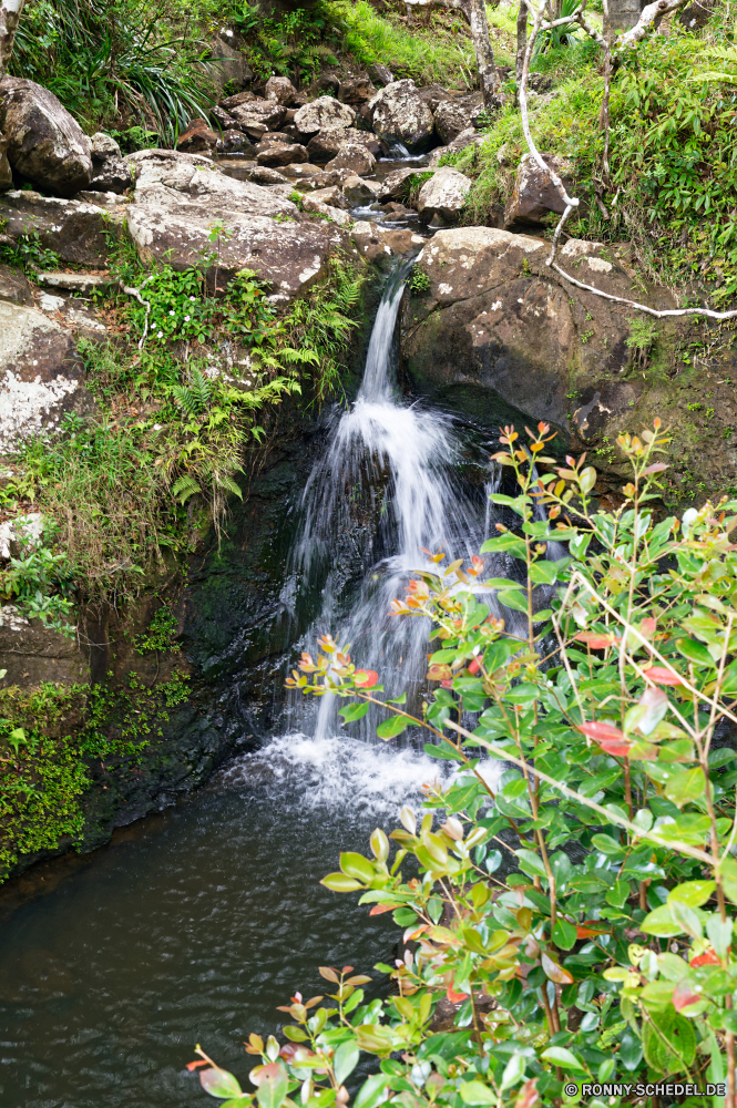 Mauritius Wasserfall Stream Fluss Stinktier Wasser Fels Stein Affe Landschaft Kaskade Wald Wild Umgebung Park Strömung Vogel Felsen fällt im freien im freien fallen nass natürliche fließende Primas friedliche Moos Berg Bewegung Frühling platsch Creek Baum Reisen landschaftlich fallen glatte gelassene Wildnis nationalen frisch Ökologie felsigen Szenerie Sommer Berge Bäume Säugetier Wasserfälle ruhige Reinigen Wildtiere rasche Drop Tourismus Erhaltung Elster Szene Kanal Belaubung Flüsse frische Luft Abenteuer Steine Bewegung Gras Kaskaden Herbst klar Hahn Tag Saison Stromschnellen Kühl Wanderung Federn schwarz Körper des Wassers Pflanze Land SWIFT Hund Farbe Blatt Wandern Feder Busch Weichzeichnen reine entspannende Erholung waterfall stream river skunk water rock stone monkey landscape cascade forest wild environment park flow bird rocks falls outdoor outdoors fall wet natural flowing primate peaceful moss mountain motion spring splash creek tree travel scenic falling smooth serene wilderness national fresh ecology rocky scenery summer mountains trees mammal waterfalls tranquil clean wildlife rapid drop tourism conservation magpie scene channel foliage rivers freshness adventure stones movement grass cascades autumn clear cock day season rapids cool hike feathers black body of water plant country swift dog color leaf hiking feather bush blur pure relaxing recreation