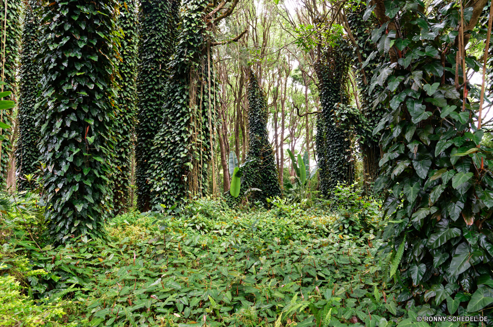 Mauritius Baum Wald woody plant vascular plant Bäume Landschaft Pflanze Park Holz Hölzer Belaubung Umgebung Kofferraum Blatt Blätter Sommer Szenerie natürliche Frühling im freien Gras Wild Dschungel Waldland Saison Bewuchs Wildnis Birke üppige im freien Branch Pfad Kiefer landschaftlich Wandern Tag Wanderweg sonnig Flora Sonnenlicht Herbst Sonne Regen Licht Tropischer Entwicklung des ländlichen dichten Wanderweg friedliche Busch Klima Wachstum Umwelt- Szene ruhige am Morgen Straße Schatten Zweige Farbe Vorbau Pflanzen Rinde Frieden frisch zu Fuß southern beech Fuß Reisen Tanne Moos Tropen Wanderung durch Landschaft nationalen fallen grün Blätter Farn ruhig Bereich Art und Weise niemand Hain Land hell Leuchten Bambus Land Laubgehölze Leben Strahl Ruhe Erholung nass Wildtiere Berg Himmel tree forest woody plant vascular plant trees landscape plant park wood woods foliage environment trunk leaf leaves summer scenery natural spring outdoor grass wild jungle woodland season vegetation wilderness birch lush outdoors branch path pine scenic hiking day trail sunny flora sunlight autumn sun rain light tropical rural dense footpath peaceful bush climate growth environmental scene tranquil morning road shadow branches color stem plants bark peace fresh walk southern beech walking travel fir moss tropics hike through countryside national fall greenery leafs fern quiet area way nobody grove land bright shine bamboo country deciduous life ray calm recreation wet wildlife mountain sky