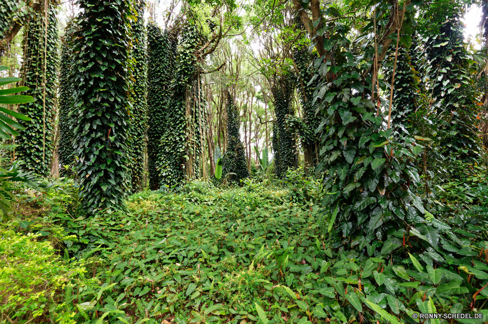 Mauritius Baum woody plant Wald vascular plant Pflanze Landschaft Bäume Park Gras Umgebung Hölzer Holz Sommer Frühling Belaubung Birke Blatt Blätter natürliche Szenerie im freien Kofferraum im freien üppige Wild Saison Branch Pfad Waldland Bewuchs Wildnis Dschungel Sonnenlicht landschaftlich Tag Straße Flora Entwicklung des ländlichen friedliche Licht Pflanzen Wandern Schatten Kiefer Farn sonnig Sonne ruhige Wanderweg Umwelt- Szene Vorbau Reisen Wanderweg Zweige Busch Fuß Leben am Morgen dichten Moos Herbst Teakholz Regen Himmel Laubgehölze ruhig Art und Weise Klima Garten niemand Farbe Blätter grün Wachstum Bereich Bäumchen Tropischer Hain Frieden gelb frisch Spur Blumen Wanderung fallen bunte nass Rinde Berg tree woody plant forest vascular plant plant landscape trees park grass environment woods wood summer spring foliage birch leaf leaves natural scenery outdoor trunk outdoors lush wild season branch path woodland vegetation wilderness jungle sunlight scenic day road flora rural peaceful light plants hiking shadow pine fern sunny sun tranquil trail environmental scene stem travel footpath branches bush walking life morning dense moss autumn teak rain sky deciduous quiet way climate garden nobody color leafs greenery growth area sapling tropical grove peace yellow fresh lane flowers hike fall colorful wet bark mountain