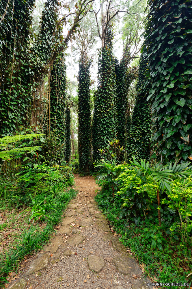 Mauritius Baum Wald woody plant vascular plant Pflanze Bäume Landschaft Park Pfad Holz Hölzer Sommer Blätter Gras Blatt Frühling Umgebung Birke Belaubung im freien Saison Szenerie Waldland Kofferraum landschaftlich Entwicklung des ländlichen im freien natürliche Branch Wanderweg Straße Wild Wandern sonnig zu Fuß Licht Sonnenlicht Herbst Wanderweg üppige Wildnis friedliche Tag Reisen Sonne Dschungel am Morgen Fuß Wanderung Schatten Flora Busch Garten Art und Weise Farbe Umwelt- Bewuchs Wachstum Kiefer Kraut Vorbau fallen Hain Zweige ruhig Szene Regen Pflanzen bunte ruhige Blätter durch hell Rinde grün Frieden Landschaft Erholung Himmel gelb Leben niemand frisch Stoffwechselweg Ökologie nationalen Moos Jahreszeiten Frühling Farn außerhalb Tropischer Bereich Entspannen Sie sich Reinheit southern beech tree forest woody plant vascular plant plant trees landscape park path wood woods summer leaves grass leaf spring environment birch foliage outdoor season scenery woodland trunk scenic rural outdoors natural branch trail road wild hiking sunny walk light sunlight autumn footpath lush wilderness peaceful day travel sun jungle morning walking hike shadow flora bush garden way color environmental vegetation growth pine herb stem fall grove branches quiet scene rain plants colorful tranquil leafs through bright bark greenery peace countryside recreation sky yellow life nobody fresh pathway ecology national moss seasons springtime fern outside tropical area relax purity southern beech