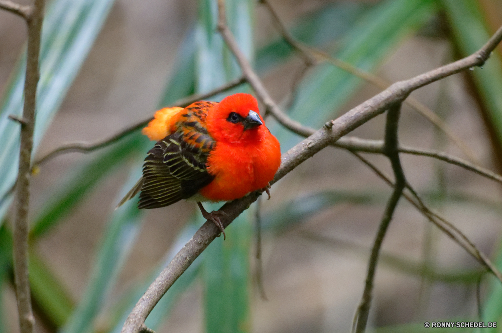 Mauritius Papagei Vogel Wildtiere Schnabel Feder Wild Flügel Branch Finken Baum bunte Schließen Haus-Finken Insekt Wald gelb Vögel Tierwelt Tropischer Regenbogen Farbe Leben Park closeup Federn Marienkäfer Frühling fliegen Vogelgrippe hell Zoo Pflanze Flügel im freien Garten sitzen Barsch Käfer Haustier Fehler Auge niedlich schwarz Tier Porträt Sittich Marienkäfer Flora Detail Blatt Kopf natürliche Orange thront Haustiere Winter Saison einzelne Kardinal hocken wenig Zweig Kreatur — Schwanz Biologie Männchen Tiere Umgebung Ara gefiedert Sperling Gefieder Rechnung Wildnis Ökologie exotische Schnee parrot bird wildlife beak feather wild wing branch finch tree colorful close house finch insect forest yellow birds fauna tropical rainbow color life park closeup feathers ladybug spring fly avian bright zoo plant wings outdoors garden sitting perch beetle pet bug eye cute black animal portrait parakeet ladybird flora detail leaf head natural orange perched pets winter season single cardinal perching little twig creature tail biology male animals environment macaw feathered sparrow plumage bill wilderness ecology exotic snow