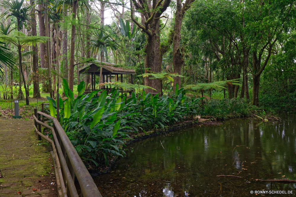 Mauritius Baum woody plant Wald Pflanze vascular plant Sumpf Landschaft Wasser Fluss Bäume Feuchtgebiet Land Park Sommer See Umgebung Gras im freien natürliche Tropischer Belaubung im freien Szenerie Teich Garten Frühling ruhige Dschungel Reflexion üppige Blatt Hölzer Holz friedliche Reisen Wildnis Regen Szene sonnig Stein Flora landschaftlich Himmel Frieden Bewuchs Brücke Farn Pflanzen Tag Entwicklung des ländlichen Herbst Stream Pfad Blätter Sonne Saison Klima Wild Farbe niemand fallen Moos Berg zu Fuß idyllische außerhalb Wolken Insel Berge Tourismus Farben Tropen Wanderweg Licht Fels Wandern ruhig Reis bunte gelassene aquatische Ruhe Wachstum Land dichten Blumen Architektur Busch China Palm Landschaft exotische Ufer nass Sonnenlicht tree woody plant forest plant vascular plant swamp landscape water river trees wetland land park summer lake environment grass outdoor natural tropical foliage outdoors scenery pond garden spring tranquil jungle reflection lush leaf woods wood peaceful travel wilderness rain scene sunny stone flora scenic sky peace vegetation bridge fern plants day rural autumn stream path leaves sun season climate wild color nobody fall moss mountain walk idyllic outside clouds island mountains tourism colors tropics trail light rock hiking quiet rice colorful serene aquatic calm growth country dense flowers architecture bush china palm countryside exotic shore wet sunlight