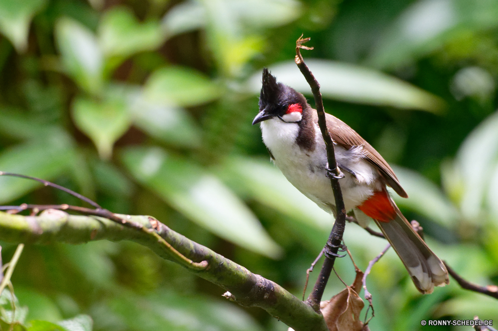 Mauritius Nachtigall Drossel Vogel Wildtiere Schnabel Feder Flügel Wild Baum Branch Federn Braun Vögel Flügel schwarz Auge Vogelgrippe Leben niedlich fliegen sitzen im freien Tierwelt Schließen wenig Garten closeup Frühling Wald Winter Kopf gelb Tiere Porträt Singvogel Sperling Ornithologie Gefieder Rechnung TIT bunte frei Saison thront Barsch Flug Farbe Essen Umgebung Kardinal Vogelbeobachtung Papagei Zweig gerade natürliche Schwanz kalt Tropischer Essen Park einzelne Detail Schnee Lebensraum groß Erhaltung hell Specht nightingale thrush bird wildlife beak feather wing wild tree branch feathers brown birds wings black eye avian life cute fly sitting outdoors fauna close little garden closeup spring forest winter head yellow animals portrait songbird sparrow ornithology plumage bill tit colorful free season perched perch flight color eating environment cardinal birding parrot twig watching natural tail cold tropical food park single detail snow habitat great conservation bright woodpecker