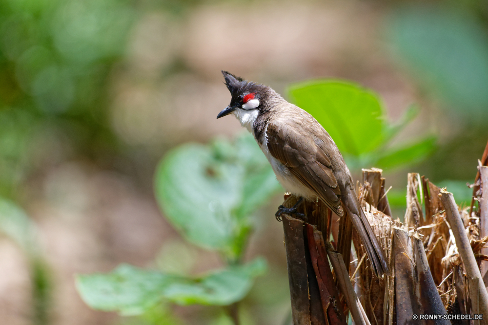 Mauritius Nachtigall Drossel Vogel Wildtiere Schnabel Feder Flügel Wild Baum Federn Auge schwarz Braun im freien Sperling fliegen Vögel Kopf Vogelgrippe wenig Branch sitzen Flügel Leben Schließen Porträt niedlich Frühling frei Tierwelt Schwanz Garten Flug Tiere Ornithologie hen closeup natürliche gelb Huhn Erhaltung bunte Singvogel Hahn Taube Taube Lebensraum groß Tropischer inländische Hahn Gefieder Arten Geflügel Männchen gerade ruhelosigkeit Rechnung Park einzelne Freiheit Essen Farbe Bauernhof Saison nightingale thrush bird wildlife beak feather wing wild tree feathers eye black brown outdoors sparrow fly birds head avian little branch sitting wings life close portrait cute spring free fauna tail garden flight animals ornithology hen closeup natural yellow chicken conservation colorful songbird rooster dove pigeon habitat great tropical domestic cock plumage species poultry male watching resting bill park single freedom food color farm season