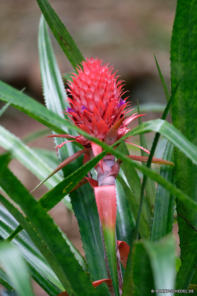 Mauritius Ananas Kraut Pflanze vascular plant Blume Baum Garten Essbare Früchte Flora poker plant woody plant Obst Blumen blühen Blüte Schließen zu produzieren Frühling Blumen Floral Sommer closeup natürliche Blatt Botanik Essen Blütenblatt Orange Insekt Rosa bunte Organismus Tropischer Farbe Botanischer Detail Knospe Blätter Wild blühen Wachstum wachsen Pflanzen Gras Blütenblätter fliegen frisch Saison Wiese gelb saisonale Vorbau Dekoration exotische hell Blüte Kaktus wachsende Gartenarbeit im freien Braun Informationen Flamme Umgebung Branch lila Strauch Sukkulente Bauernhof Licht süß Kiefer im freien gesund dekorative Wasser Objekt Wildtiere Tier Leben pineapple herb plant vascular plant flower tree garden edible fruit flora poker plant woody plant fruit blossom bloom close produce spring flowers floral summer closeup natural leaf botany food petal orange insect pink colorful organism tropical color botanical detail bud leaves wild blooming growth grow plants grass petals fly fresh season meadow yellow seasonal stem decoration exotic bright flowering cactus growing gardening outdoors brown details flame environment branch purple shrub succulent farm light sweet pine outdoor healthy decorative water object wildlife animal life