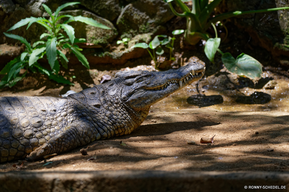 Mauritius Alligator Reptil Wildtiere Wild Krokodil Wasser Eidechse gefährliche Zoo Raubtier Fluss Tropischer Auge Kopf Haut Mund Skala Gefahr Zähne Tiere Teich Jäger Fleischfresser Park Fels Drache Schließen Leguan Schildkröte Skalen Arten Riese langsam Zahn im freien aquatische Detail Reptilien Umgebung Schildkröte Monster Kreatur — Schale exotische Kiefer Schlange closeup natürliche Gras Tierwelt Augen Erhaltung Baum Stein nass Gator Reptilien wildes Tier Wirbeltiere Leder Steine Wildnis Felsen im freien Haustier See alligator reptile wildlife wild crocodile water lizard dangerous zoo predator river tropical eye head skin mouth scale danger teeth animals pond hunter carnivore park rock dragon close iguana tortoise scales species giant slow tooth outdoor aquatic detail reptilian environment turtle monster creature shell exotic jaws snake closeup natural grass fauna eyes conservation tree stone wet gator reptiles wild animal vertebrate leather stones wilderness rocks outdoors pet lake