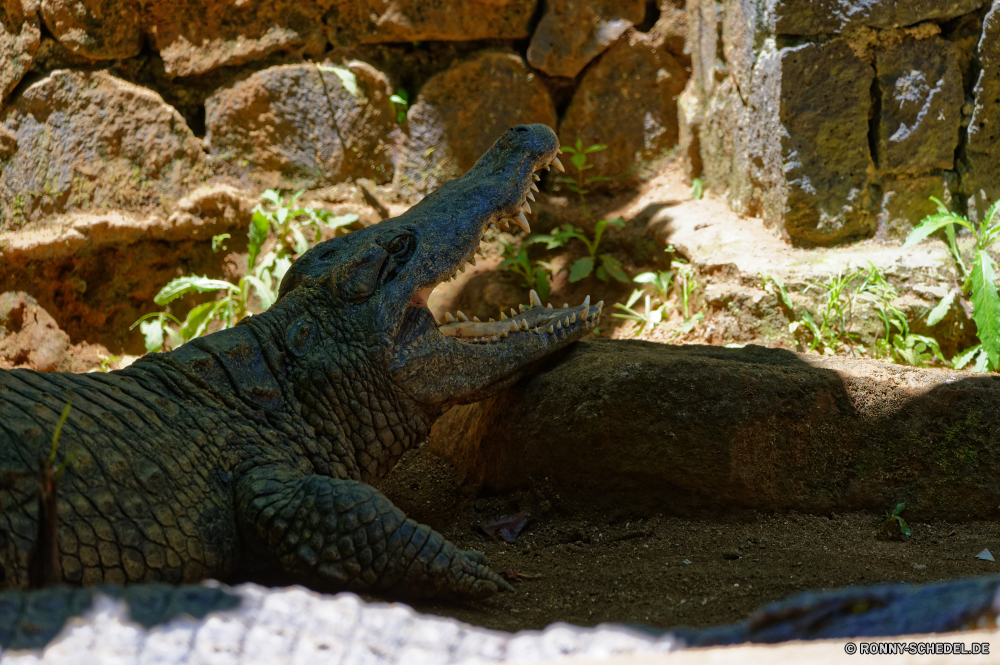 Mauritius Eidechse Reptil Wildtiere Wild gemeinsamen Leguan Schildkröte Wasser Leguan Tropischer Drache Zoo Skala Fels Schließen Kopf Schale gefährliche Auge Tiere Schildkröte langsam Meer Krokodil Insel Riese Haut im freien Raubtier Erhaltung Skalen im freien Haustier Dinosaurier Park aquatische Alligator Reisen Braun closeup Gefahr Monster Kreatur — Wüste Felsen exotische Amphibie Crawlen Fleischfresser gelb Leben Farbe Ozean Branch Textfreiraum Wirbeltiere Eidechsen u-s bunte ein Tier Jäger schwarz Marine Zähne Klima Chamäleon Mund Fisch auf der Suche Gras Fluss lizard reptile wildlife wild common iguana turtle water iguana tropical dragon zoo scale rock close head shell dangerous eye animals tortoise slow sea crocodile island giant skin outdoors predator conservation scales outdoor pet dinosaur park aquatic alligator travel brown closeup danger monster creature desert rocks exotic amphibian crawling carnivore yellow life color ocean branch copy space vertebrate lizards u s colorful one animal hunter black marine teeth climate chameleon mouth fish looking grass river