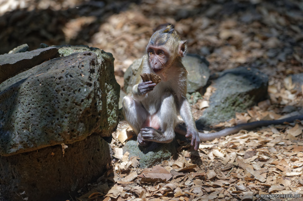 Mauritius Makaken Affe Primas Wildtiere Wild Affe Pavian Tiere Säugetier Zoo natürliche Baum Orang-Utan Dschungel Pelz Affen im freien Statue Park Gesicht sitzen gefährdet im freien Wald Porträt Essen Essen Kreatur — Erhaltung Ausdruck niedlich Bäume behaarte Haare pelzigen Wasser Augen Stein Kind Wildnis alt Baby spielen Primaten seltene Schaukel Säugetiere reservieren spielen Safari Mutter Schließen Umgebung lustig Skulptur macaque monkey primate wildlife wild ape baboon animals mammal zoo natural tree orangutan jungle fur monkeys outdoors statue park face sitting endangered outdoor forest portrait eat eating creature conservation expression cute trees hairy hair furry water eyes stone child wilderness old baby playing primates rare swing mammals reserve play safari mother close environment funny sculpture