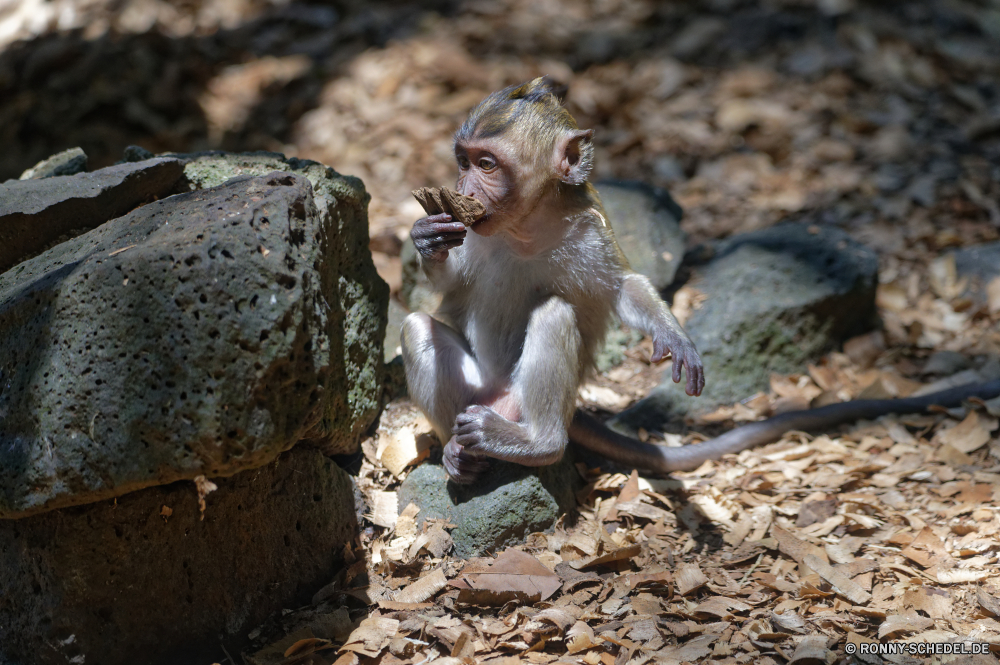 Mauritius Makaken Affe Primas Pavian Wildtiere Affe Wild Tiere Säugetier Zoo natürliche Pelz Gesicht Park Baum im freien Statue Affen Säugetiere Safari Porträt im freien Mutter Augen sitzen behaarte niedlich Stein Dschungel Kreatur — alt Primaten Wald Skulptur Kind Schimpanse Familie Bestie gefährdet reservieren pelzigen schwarz Essen Braun wenig Haare Ausdruck Tropischer Zähne Essen Umgebung Religion Bäume macaque monkey primate baboon wildlife ape wild animals mammal zoo natural fur face park tree outdoor statue monkeys mammals safari portrait outdoors mother eyes sitting hairy cute stone jungle creature old primates forest sculpture child chimpanzee family beast endangered reserve furry black eat brown little hair expression tropical teeth eating environment religion trees