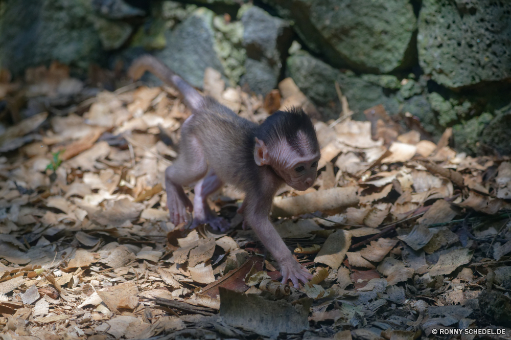 Mauritius Affe Primas Makaken Pavian Wildtiere Wild Affe Säugetier Tiere Zoo Pelz Säugetiere Totenkopfaffe Affen Gesicht Safari Baum Klammeraffe Kreatur — niedlich behaarte Dschungel Primaten pelzigen Porträt sitzen natürliche Mutter Tierwelt Süden Bestie seltene Essen wenig Park Zoologische Grimasse Eichhörnchen Essen Schwanz Erhaltung Wald Augen Haare Braun imitieren Schnauze gefährdet schöne Ohr Wildnis Tropischer liebenswert lustig im freien Orang-Utan Familie neugierig Zähne ziemlich ausgestorbene Bäume Lebensraum auf der Suche Klettern reservieren süß Mund Kind halten spielen Auge bunte Arten Schaukel Umgebung lange Reisen Leben monkey primate macaque baboon wildlife wild ape mammal animals zoo fur mammals squirrel monkey monkeys face safari tree spider monkey creature cute hairy jungle primates furry portrait sitting natural mother fauna south beast rare eating little park zoological grimace squirrel eat tail conservation forest eyes hair brown mimic snout endangered lovely ear wilderness tropical adorable funny outdoor orangutan family curious teeth pretty extinct trees habitat looking climb reserve sweet mouth child hold playing eye colorful species swing environment long travel life