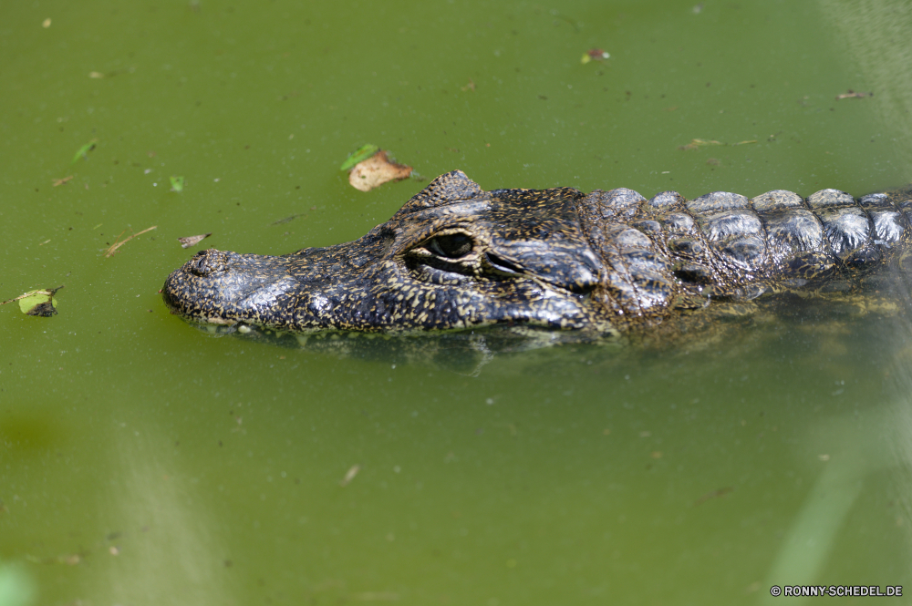 Mauritius Alligator Reptil Wasser Krokodil Wildtiere Fluss Wild gefährliche Mund Teich See Raubtier Gefahr Auge Kopf nass Zoo Zähne Wildnis Meer Fleischfresser Haut Park Zahn Landschaft Reflexion Stein Jäger Umgebung Schwimmen Fels im freien Tiere Kiefer Tropischer transparente aquatische Schließen Safari Himmel natürliche Säugetier Küste Skala Gras Welle Reisen Sommer Gator Reptilien Wald Augen Steine Erhaltung Stream Reinigen Ozean Braun friedliche Bäume alligator reptile water crocodile wildlife river wild dangerous mouth pond lake predator danger eye head wet zoo teeth wilderness sea carnivore skin park tooth landscape reflection stone hunter environment swimming rock outdoors animals jaws tropical transparent aquatic close safari sky natural mammal coast scale grass wave travel summer gator reptilian forest eyes stones conservation stream clean ocean brown peaceful trees