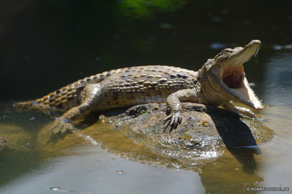 Mauritius Eidechse Reptil Alligator Eidechse Alligator Wildtiere Wild Krokodil Tiere Auge Skala Wasser Haustier exotische Chamäleon Kreatur — Drache Tropischer Reptilien Zoo auf der Suche gefährliche Erhaltung im freien im freien Gecko Reptilien Leguan Skalen Arten Textfreiraum Schließen Schlange Park Amphibie Wirbeltiere Schildkröte Teich Fels Haut Kopf wildes Tier gefährdet Tierwelt Farbe gelb Wilde Tiere u-s Tarnung Fluss Raubtier Wüste bunte See Gefahr Eidechsen Herpetologie Braun Wald Felsen Sauriers Schildkröte ein Tier Crawlen Zoologie aquatische Augen außerhalb Baum Schwanz Mund Umgebung Frosch Leben lizard reptile alligator lizard alligator wildlife wild crocodile animals eye scale water pet exotic chameleon creature dragon tropical reptilian zoo looking dangerous conservation outdoors outdoor gecko reptiles iguana scales species copy space close snake park amphibian vertebrate turtle pond rock skin head wild animal endangered fauna color yellow wild animals u s camouflage river predator desert colorful lake danger lizards herpetology brown forest rocks saurian tortoise one animal crawling zoology aquatic eyes outside tree tail mouth environment frog life